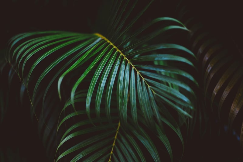 Jungle Trekking